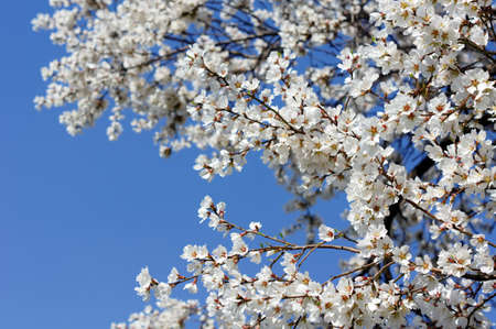 Closeup of cherry tree blooming on the blue sky background