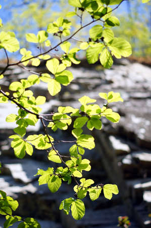 Botanic garden: spring first plantの写真素材