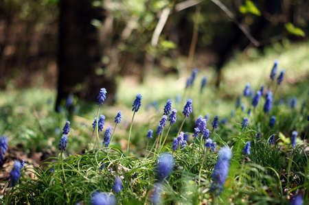 A muscari armeniacum flower or commonly known as grape hyacinth in a spring forestの写真素材