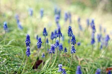 A muscari armeniacum flower or commonly known as grape hyacinth in a spring forestの写真素材