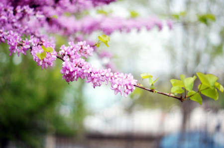 Close up of violet blossoming Cercis siliquastrum plant at Caucasus areaの写真素材