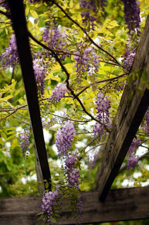 Flowerの写真素材