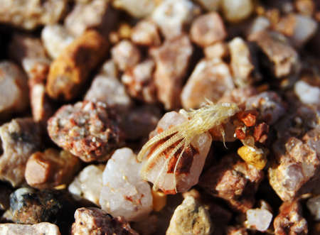 crab out of the Cave on the sand beachの写真素材