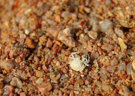 crab out of the Cave on the sand beachの写真素材