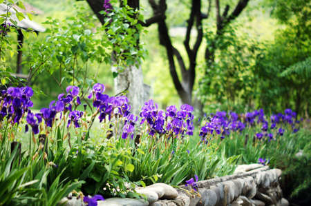 Spring time  blue iris flowers in the forestの写真素材