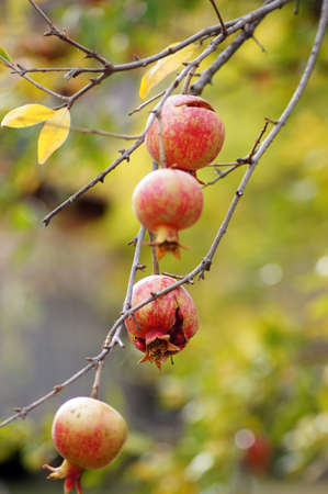 closeup of fresh pomegranate fruits on a bush branchの写真素材