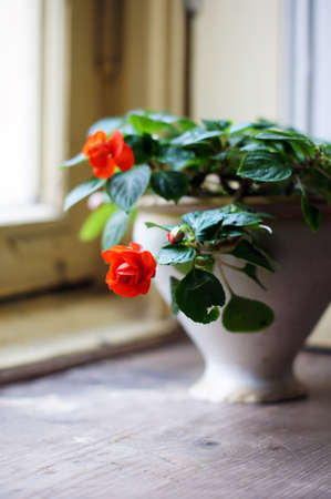 Interior decor: flowers in the potの写真素材