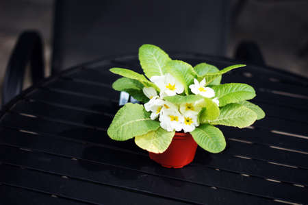 Interior decor: flowers in the potの写真素材