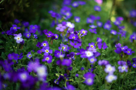 Closeup of spring purple garden flowersの写真素材