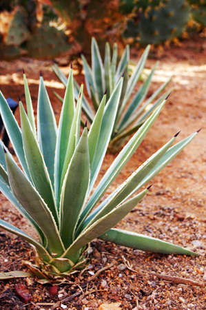 Closeup of cactus plant in wild natureの写真素材