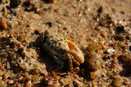 Single-clamp crab out of the Cave の写真素材