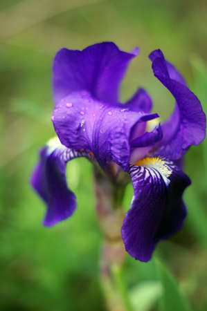 Spring time: blue iris flowers in the forestの写真素材