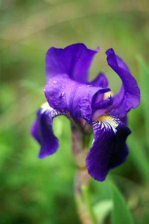 Spring time: blue iris flowers in the forestの写真素材