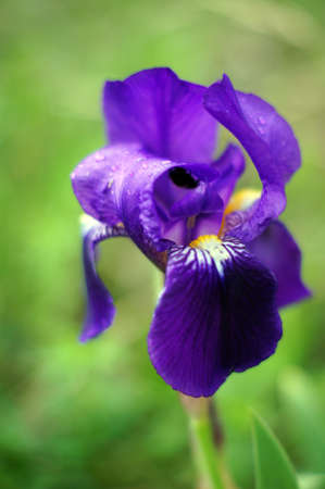 Spring time: blue iris flowers in the forest