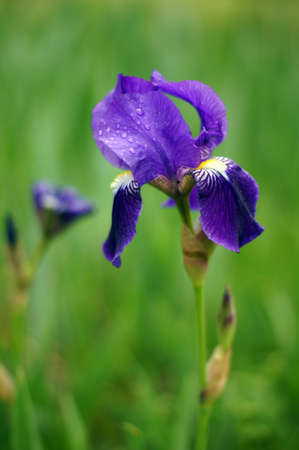 Spring time: blue iris flowers in the forestの写真素材