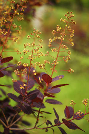 Botanic garden: spring first plantの写真素材