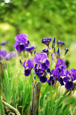 Spring time: blue iris flowers in the forestの写真素材
