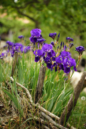 Spring time: blue iris flowers in the forestの写真素材