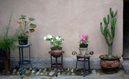 Plants in the pot outdoorの写真素材