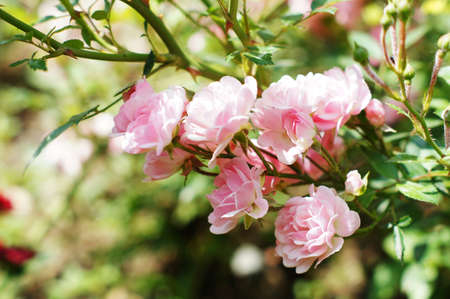 Close up of rose flowers in the summer gardenの写真素材