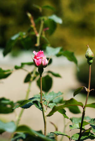 Close up of rose flowers in the summer gardenの写真素材