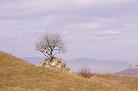 Only tree in the yard of Djvari monastery in the Caucasus mountains of Republic of Georgiaの写真素材