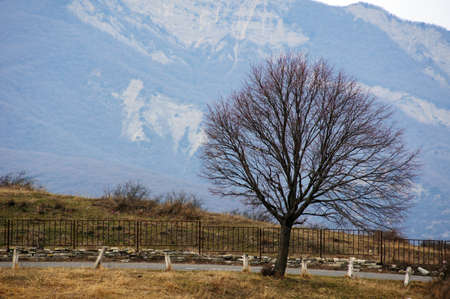 single tree and mountains in the Georgia's mountainsの写真素材