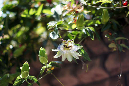 Summer time: flowers of Passiflora plantの写真素材