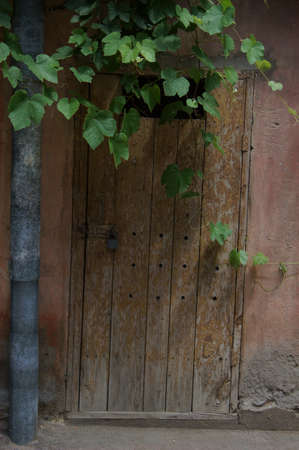 Old house covered with grape plant and ivyの写真素材