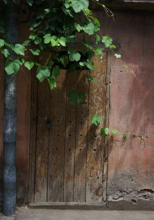 Old house covered with grape plant and ivyの写真素材