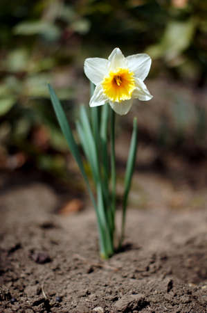 Spring time: yellow daffodil  flowers in the gardenの写真素材
