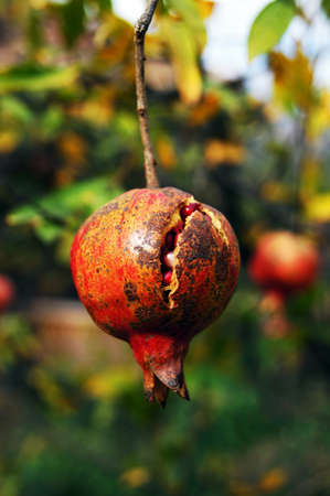 closeup of fresh pomegranate fruits on a bush branchの写真素材