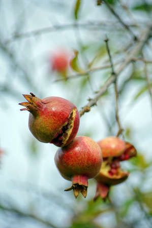 closeup of fresh pomegranate fruits on a bush branchの写真素材
