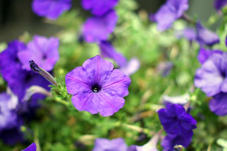 Colorful flowers of surfinia petunia plantの写真素材