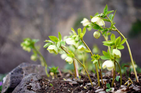 Close up of rare Helleborus flowerの写真素材