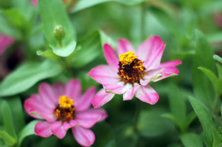 Closeup of Helenium flower in the gardenの写真素材