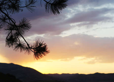 Sunset through the tree on the lake bankの写真素材