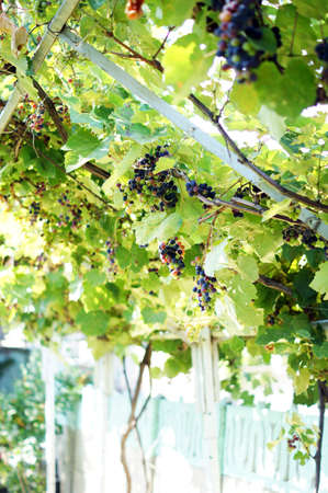 Closeup of bunch of red grape in the vinyardの写真素材