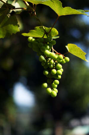 Closeup of bunch of red grape in the vinyardの写真素材
