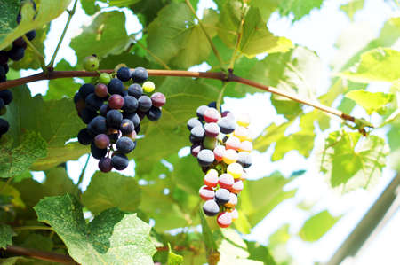 Closeup of bunch of red grape in the vinyardの写真素材