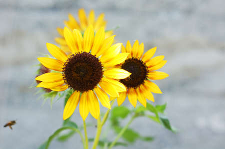 Closeup of Sunflowers plant blossomの写真素材