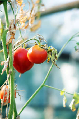 Closeup of Tomatoes ripening in a greenhouseの写真素材