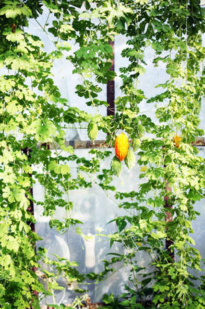 Vegetable kind of gourd and momordica in organic farmの写真素材