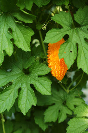 Vegetable kind of gourd and momordica in organic farmの写真素材