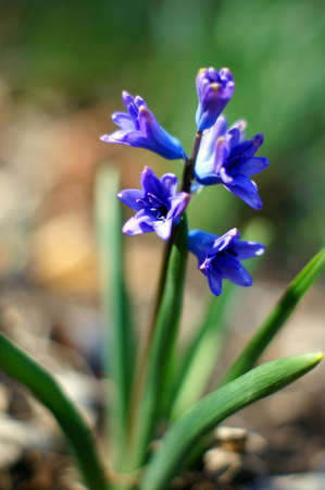 Closeup of Scilla hyacinthoides in the spring forestの写真素材