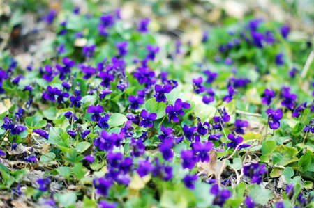 Spring time: first tricolor violas in the gardenの写真素材