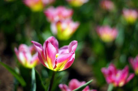 Spring time: park beds of tulip flowersの写真素材