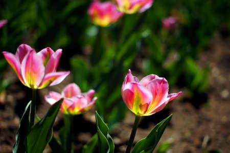 Spring time: park beds of tulip flowers