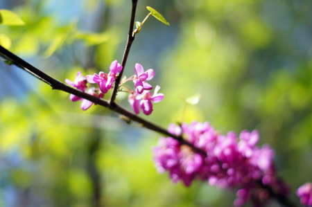Judas tree in full bloom /Cercis siliquastrum/の写真素材
