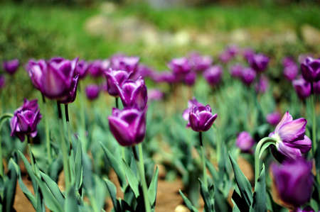 Spring time: park beds of tulip flowersの写真素材
